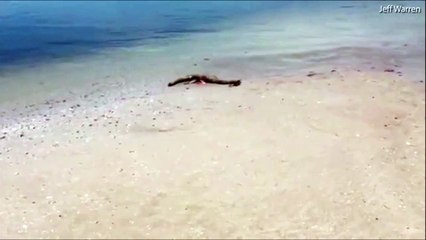 Il découvre la carcasse d'un monstre marin inconnu une plage de Géorgie