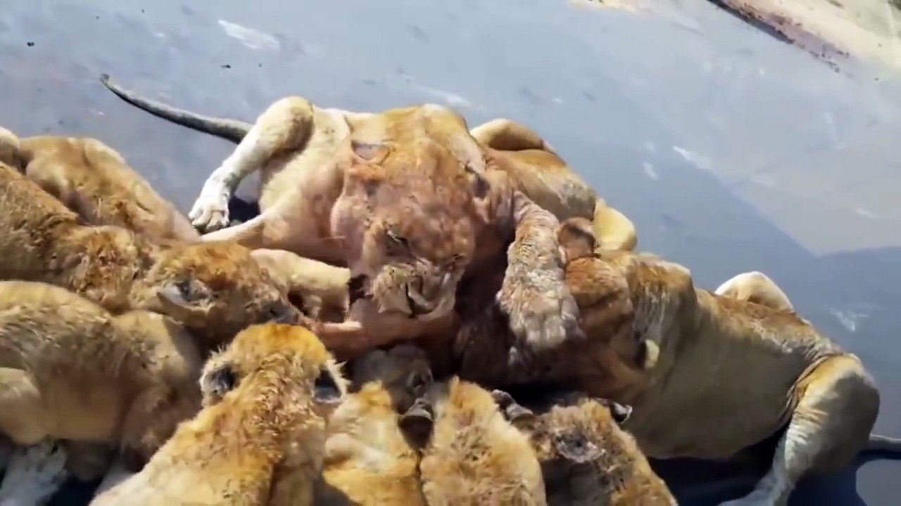 Black fight and the caterpillars try to feed themselves काले लड़ाई और कैटरपिलर खुद को खिलाने की कोशिश करते हैं