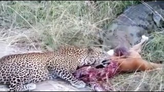 The leopard tries to eat food from the mouth of a giant crocodile  चीता एक विशाल मगरमच्छ के मुंह से भोजन खाने की कोशिश करता है