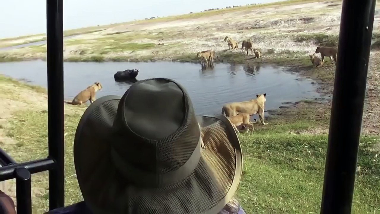 See how the buffaloes managed to escape from a group of lions because of a small lake देखें कि छोटे झीलों की वजह से भैंस शेरों के समूह से कैसे बच निकले