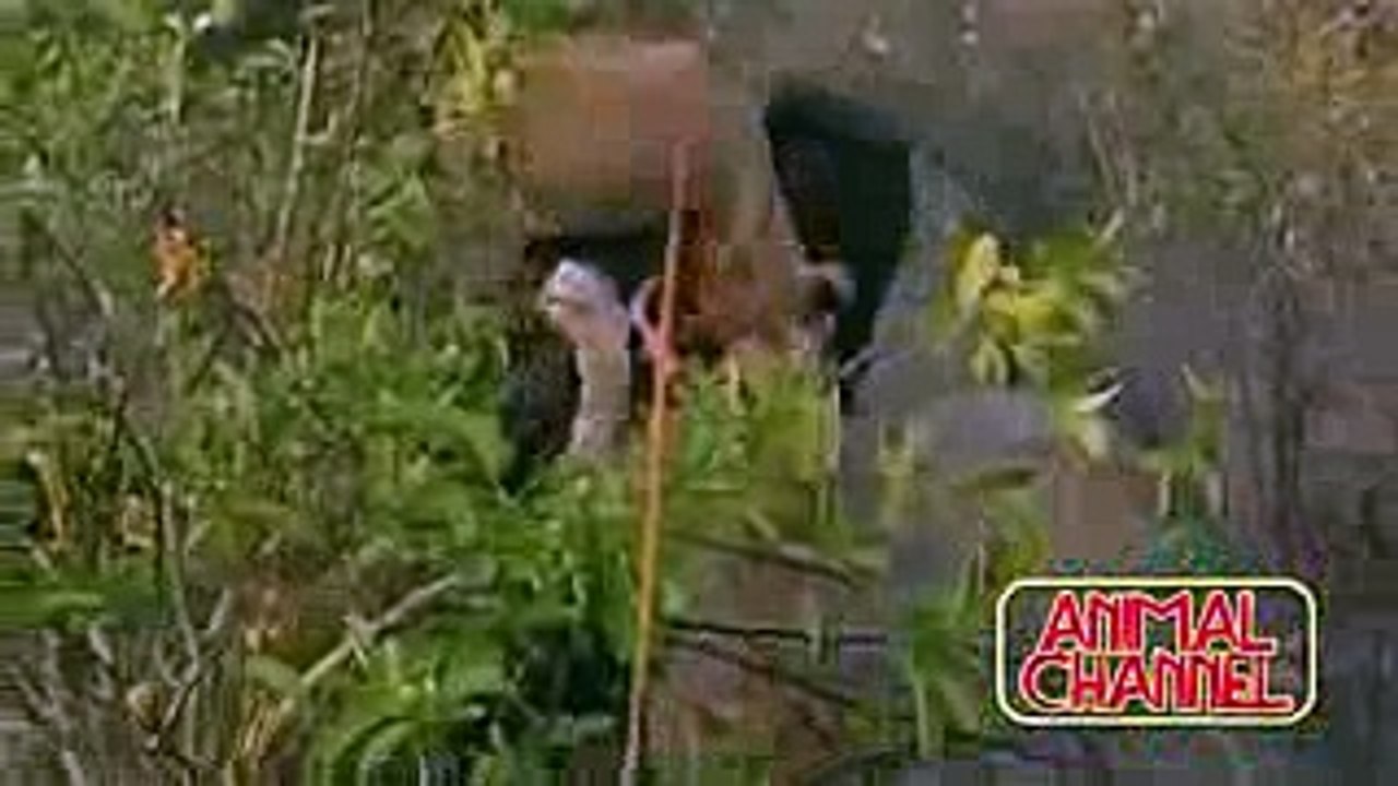 Most Spectacular Big Cat Attacks Compilation including Lion Attack, Leopard, Tiger, Jaguar, Cheetah