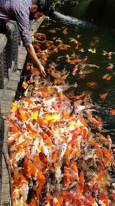 Beautiful fish pound