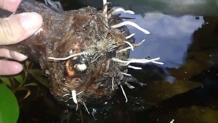 Multiplicação de bananeira através do rizoma