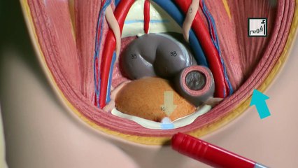 Premature Ejaculation سرعة القذف -  دكتورة علياء جاد