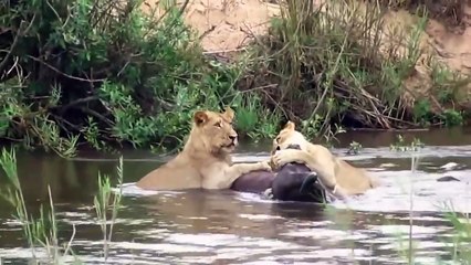 Crocodiles rupture the animals that cross the river मगरमच्छ नदी पार करने वाले जानवरों का टूटना
