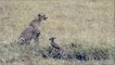A small deer tries with all his might to confront the leopard  एक छोटा सा हिरण तेंदुए का सामना करने के लिए अपने सभी ताकत के साथ कोशिश करता है