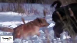 Attack of the wolves on the giant bison animals विशाल जंगली जानवरों के जानवरों पर भेड़ियों का हमला