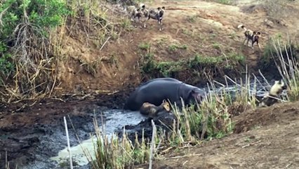 Attack alligator, black, hippopotamus and wild dogs on animals  जानवरों पर हमले वाले मगरमच्छ, काले, दरियाई घोड़ा और जंगली कुत्तों