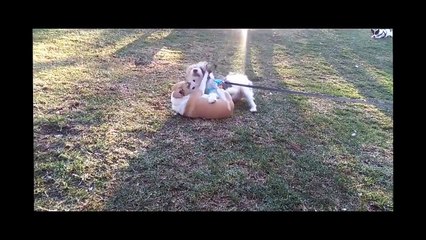 Las locuras de mis perros - My dogs' crazy things