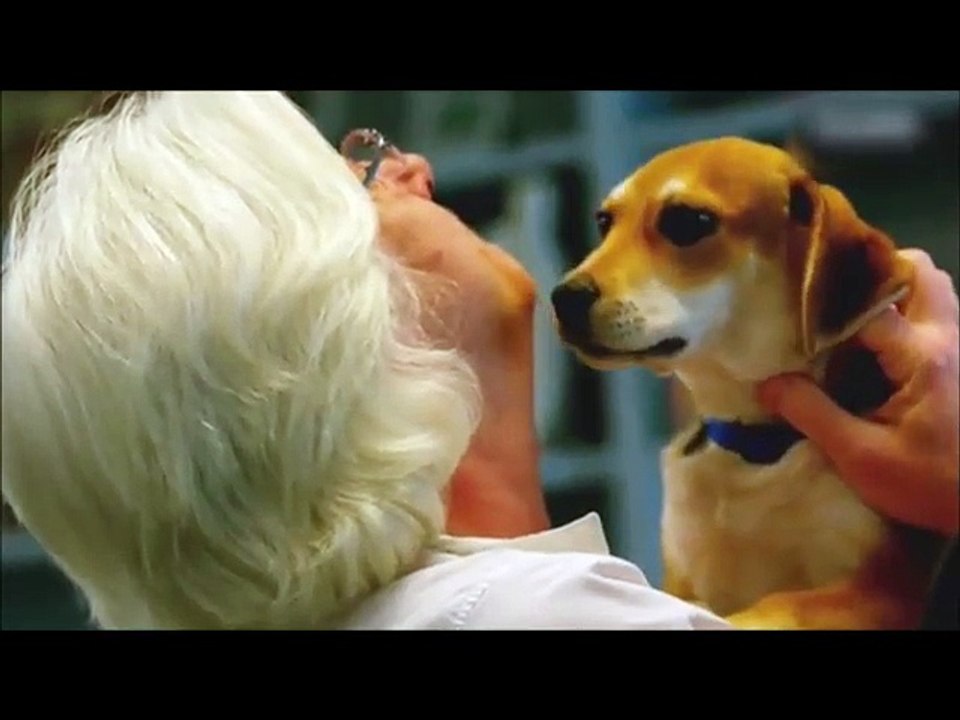 Les chiens perçoivent nos émotions