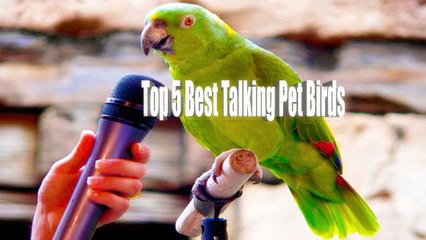 Top 5 Best Talking Pet Birds In The World - With Details