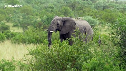 Lions run for their lives when an elephant charges them