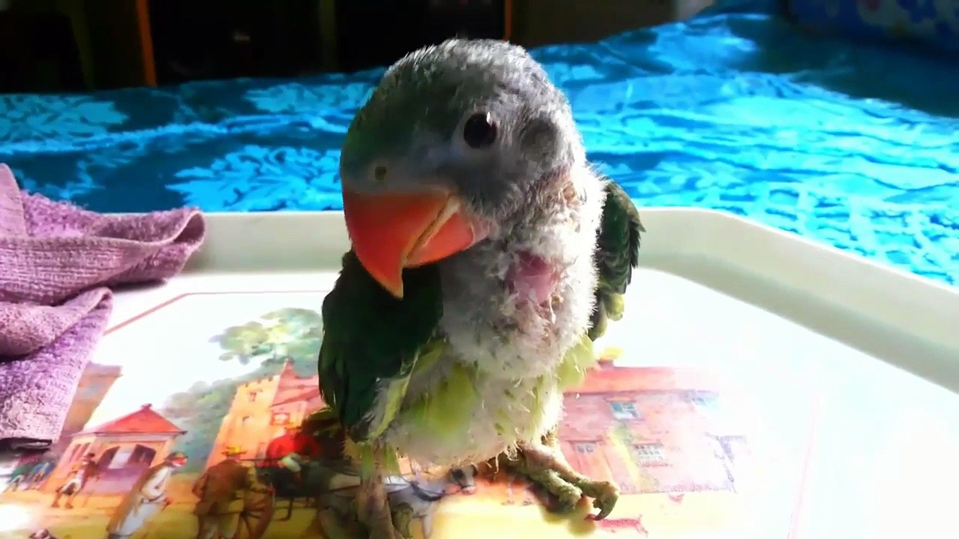 baby male alexandrine parrot