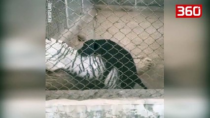 Vizitorët e kopshtit zoologjik habiten kur shohin një qen duke kryer marrëdhënie me një tigër (360video)