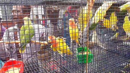 Galiff street - Big Pet & Plant Market - Kolkata - India