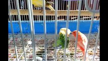 Everything about Canaries Bird - Small Pet Bird