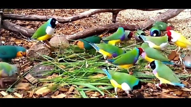 Everything about Finches Bird - Small Pet Bird