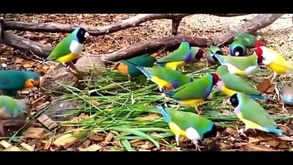 Everything about Finches Bird - Small Pet Bird