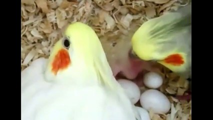Everything about Cockatiels - Small Parrots