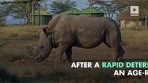 World's Last Male Northern White Rhino Dies