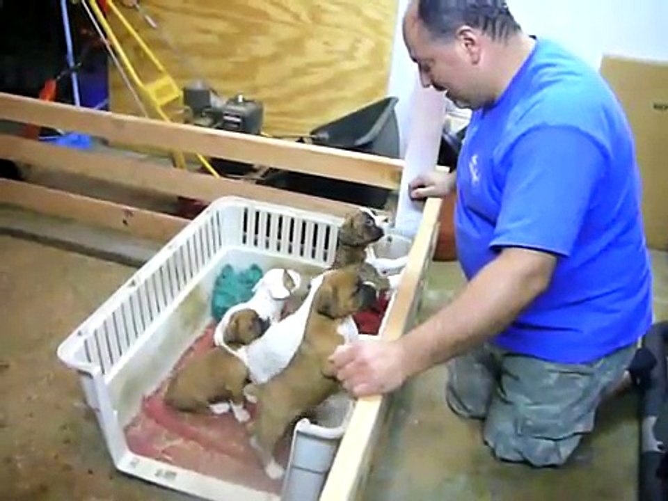 Comment endormir des bébés chiots ?