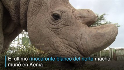 Muere último rinoceronte blanco macho