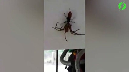 Une guêpe qui emporte une énorme araignée... Bienvenu en Australie
