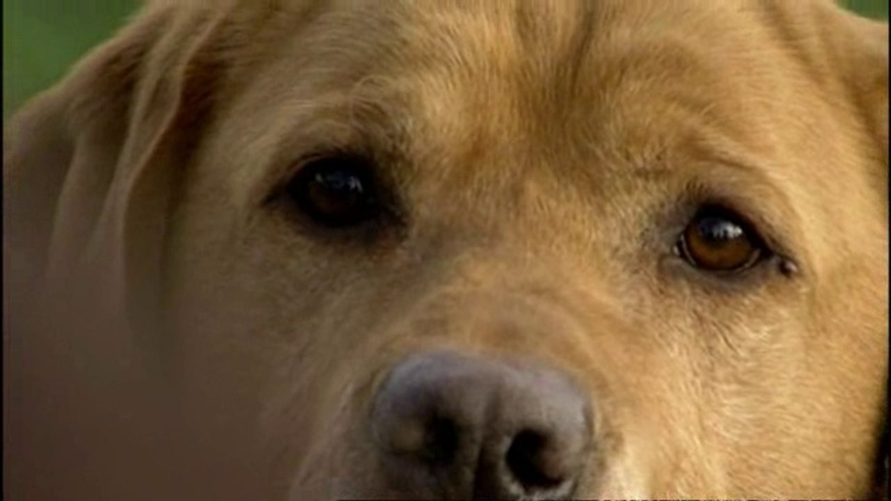 Attention chiens gentils