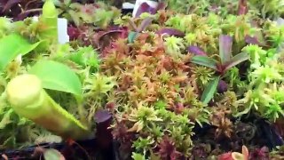 SPHAGNUM MOSS CARE AND CULTURE TIPS TO GROW BEAUTIFUL SPHAGNUM MOSS 1080p