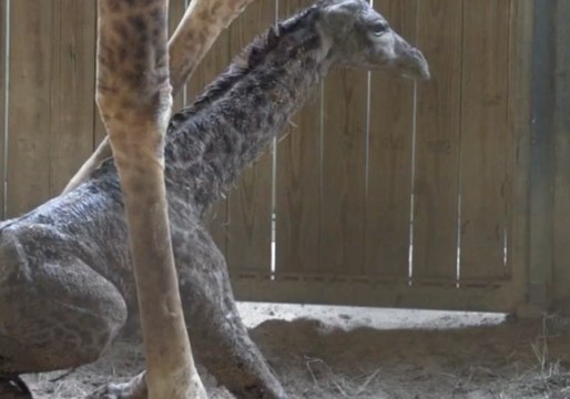 Brevard Zoo's New Baby Giraffe Takes First Steps