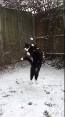 Katie Brown‏@KatieVEBrown Cat catching snowballs