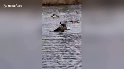 Vicious fight between 2 geese caught on camera