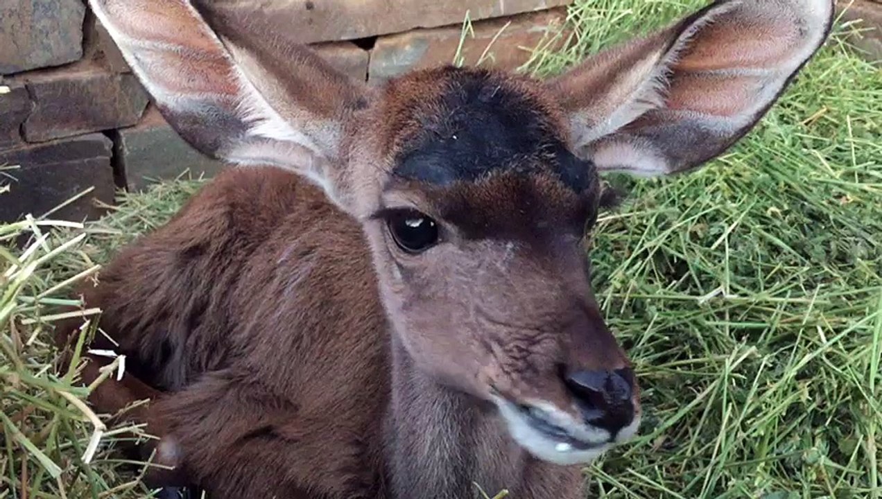 Baby Kudu eats some hey