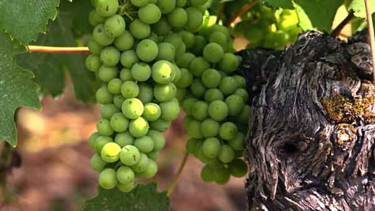 Franken – Fränkisches Weinland statt Toscana