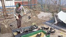 Older Man Found Living With Nearly 200 Pigeons