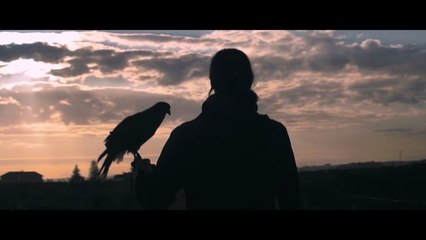 Lost In Flight | The Art Of Falconry | Stray Matter