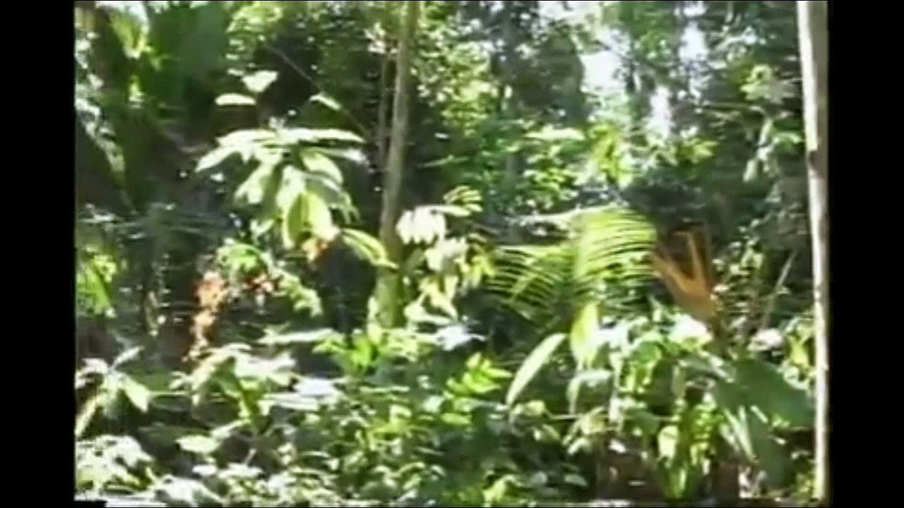 CHUPACABRAS/ALIEN/MUTANTE MORTO POR GAROTOS A PAULADA!