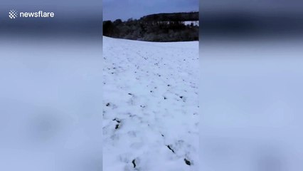 Sheep in hot pursuit of farmer as he skis through snowy field