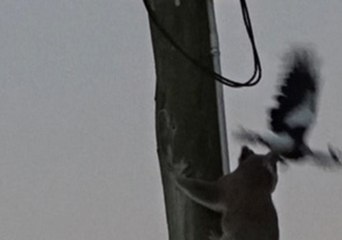 Koala Stuck Up Power Pole for 2 Days Rescued With Cherry Picker