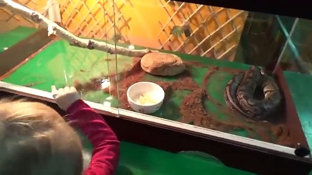 Алиса в детском зоопарке кормим животных и птиц Alice in the childrens zoo feed animals