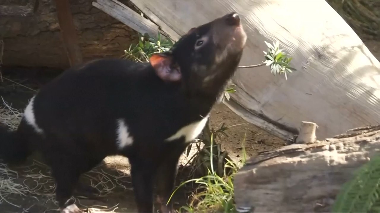 Tasmanian Devils Get New U.S. Home