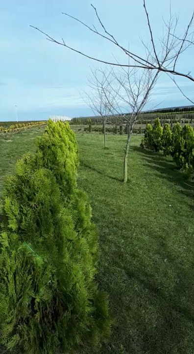 Pepiniera Comana - Plante decorative, tuia & gard viu, tuia, platan, ienupar, buxus, lemn cainesc, mesteacan https://pepinieracomana.ro/ Solicita o oferta pentru plante verzi decorative de gradina la 0724746148