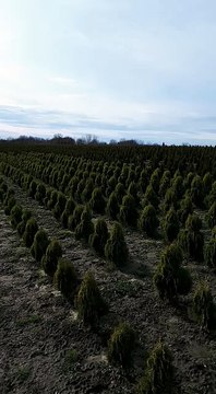 Pepiniera Comana - Plante decorative, tuia & gard viu, tuia, platan, ienupar, buxus, lemn cainesc, mesteacan pepinieracomana.ro/ Solicita o oferta pentru plante verzi decorative de gradina la 0724746148