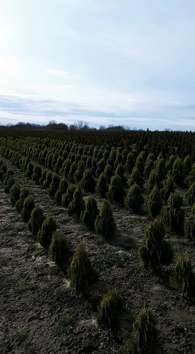 Pepiniera Comana - Plante decorative, tuia & gard viu, tuia, platan, ienupar, buxus, lemn cainesc, mesteacan https://pepinieracomana.ro/ Solicita o oferta pentru plante verzi decorative de gradina la 0724746148