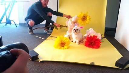 Dog Modeling is Hard Work