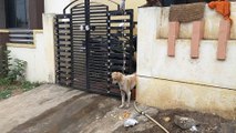 Stray Dog Stuck in a Gate