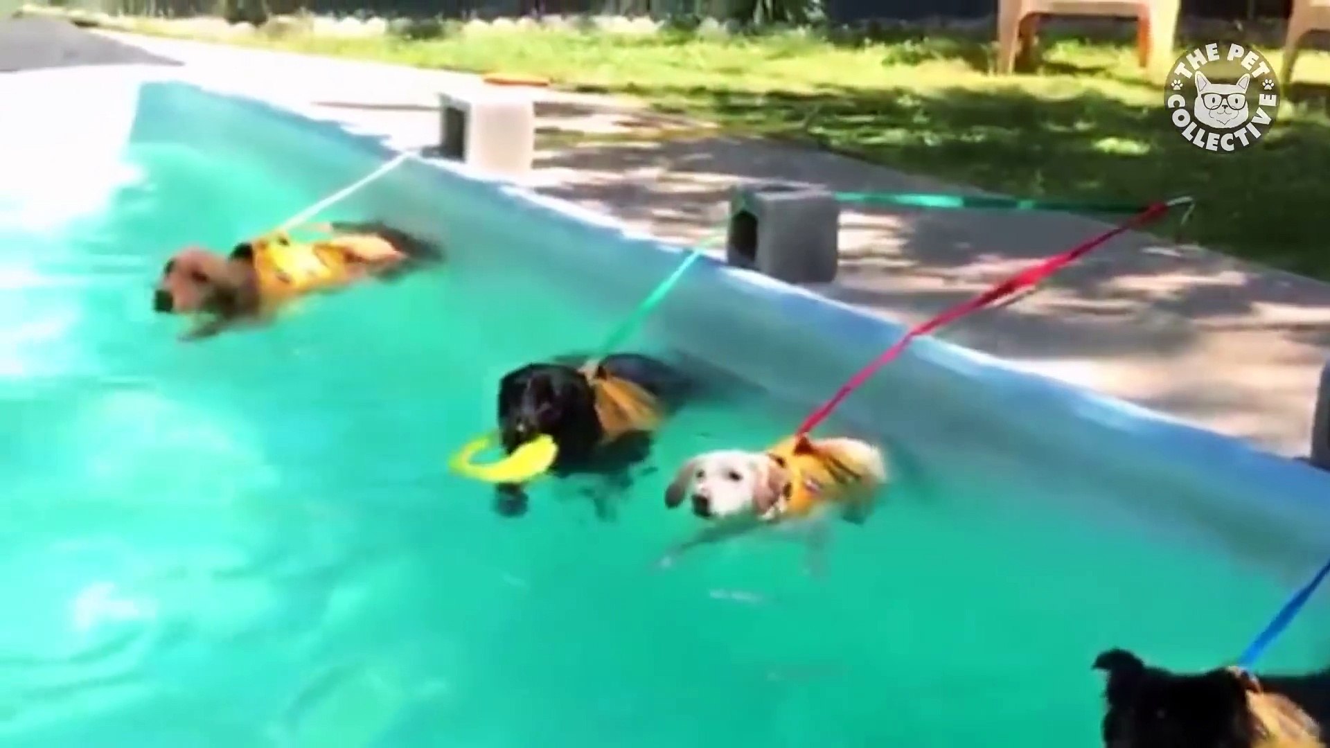 ⁣Animals Who Love Water - Aquatic Animals