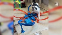 Best Pets of the Week Video Compilation- January 2018 Week 4