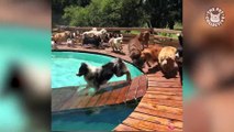 Doggy Pool Party - Clip of the Week