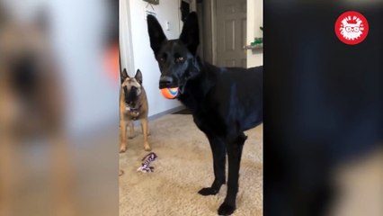 German Shepherd Has Hilarious Reaction To Crying Baby